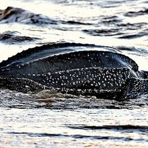 Meet your Posher, Ariele